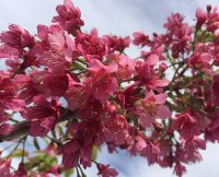 PRUNUS COMPANULA SUPERBA STD 1.5M