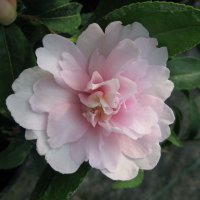 CAMELLIA JEAN MAY 3.5L