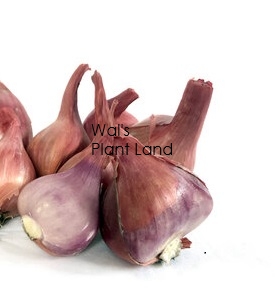 SHALLOTS RED LOOSE