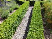 BUXUS SEMPERVIRENS