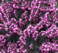 ERICA DARLEYENSIS PINK