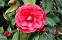 CAMELLIA C.M.HOVEY