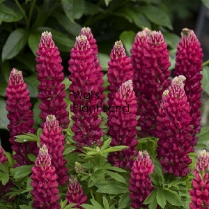 LUPIN GALLERY RED