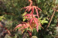 ACER PALAMTUM LIMELIGHT STD90