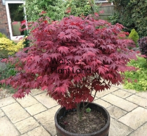 ACER PAL ATROPURPUREUM