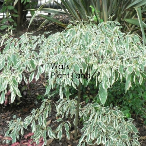 CORNUS CONTRAVERSA VARIEGATA (Wedding Cake Tree)
