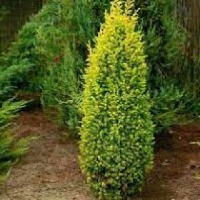 JUNIPERUS COM. GOLD CONE
