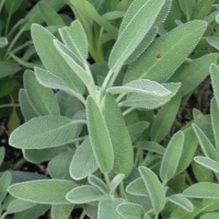 SAGE BROADLEAF HOME GARDEN 6L