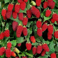TAYBERRY LADY IN RED 12CM