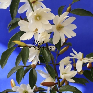 MICHELIA FAIRY MAGNOLIA WHITE - STD