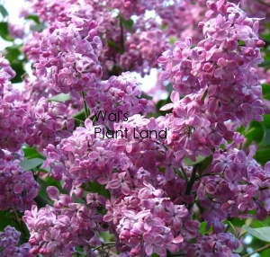 SYRINGA MARECHAL FOCH