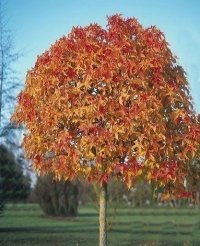 LIQUIDAMBAR GUMBALL 1.2M STD
