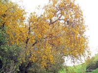 SOPHORA TETRAPTERA KOWHAI