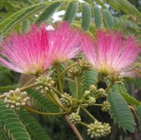 ALBIZIA JULIBRISSIN ROSEA