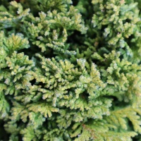 CHAMAECYPARIS OBTUSA NANA AUREA