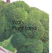 BROCCOLI LEGACY