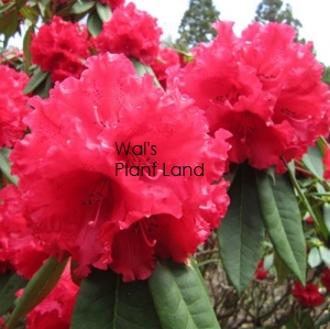 RHODODENDRON GRACE SEABROOK