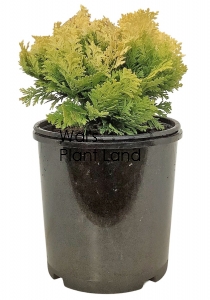 CHAMAECYPARIS LAW MINIMA AUREA