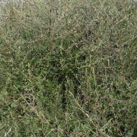 PLAGIANTHUS DIVARICATUS