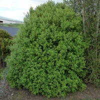 PITTOSPORUM MOUNTAIN GREEN