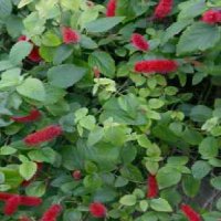 ACALYPHA REPTANS SUMMER LOVE