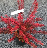 BERBERIS THUN SILVER BEAUTY