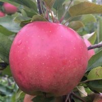 APPLE SPLENDOR