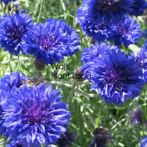 CORNFLOWER BLUE