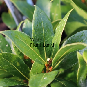 LAURUS NOBILIS STD