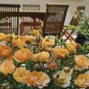 ROSE FLOWER CARPET AMBER