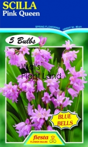 SCILLA PINK QUEEN