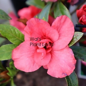 AZALEA PAUL SCHAME