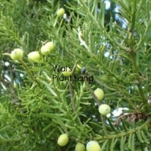 PRUMNOPITYS TAXIFOLIA - MATAI