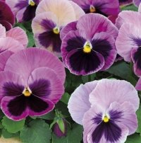 PANSY DELTA PINK