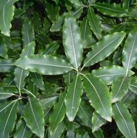 PITTOSPORUM EUGENIOIDES