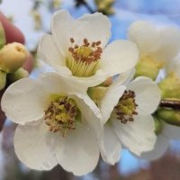CHAENOMELES YOKUKU