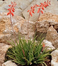 ALOE BELLATULA