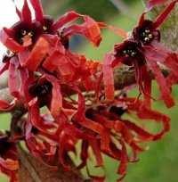 HAMAMELIS DIANE