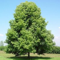 TILIA CORDATA