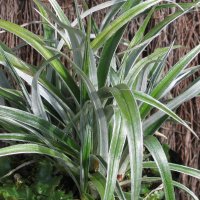 ASTELIA BANKSII