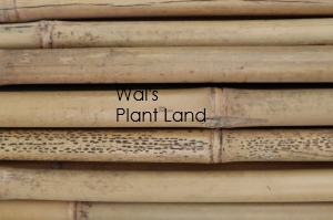 BAMBOO STAKE 180CMX26/28MM