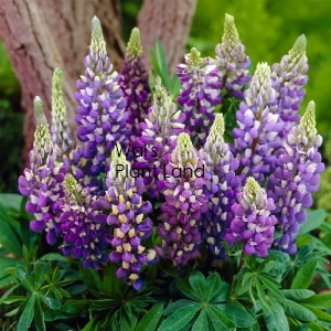 LUPIN GALLERY BLUE