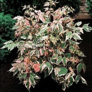 ACER NEGUNDO FLAMINGO