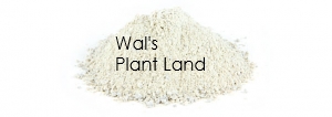 GYPSUM 1KG