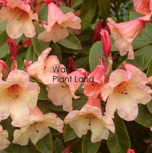 RHODODENDRON JINGLE BELLS