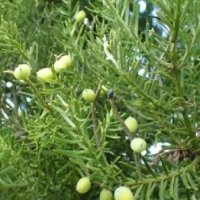 PRUMNOPITYS TAXIFOLIA - MATAI