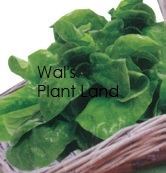 SPINACH CUISINE