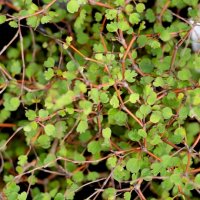 MUEHLENBECKIA ASTONII