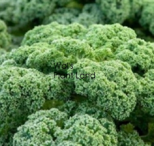 KALE CURLY