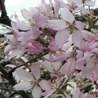 PRUNUS PENDULA ROSEA 1.5M STD